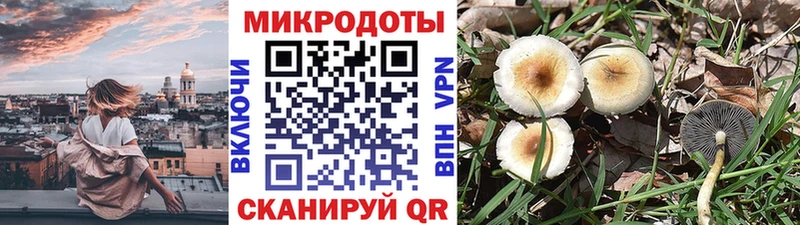 Псилоцибиновые грибы Cubensis Саранск